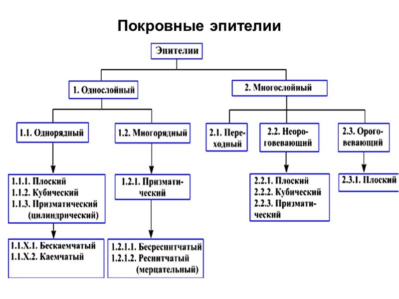 Покровные эпителии